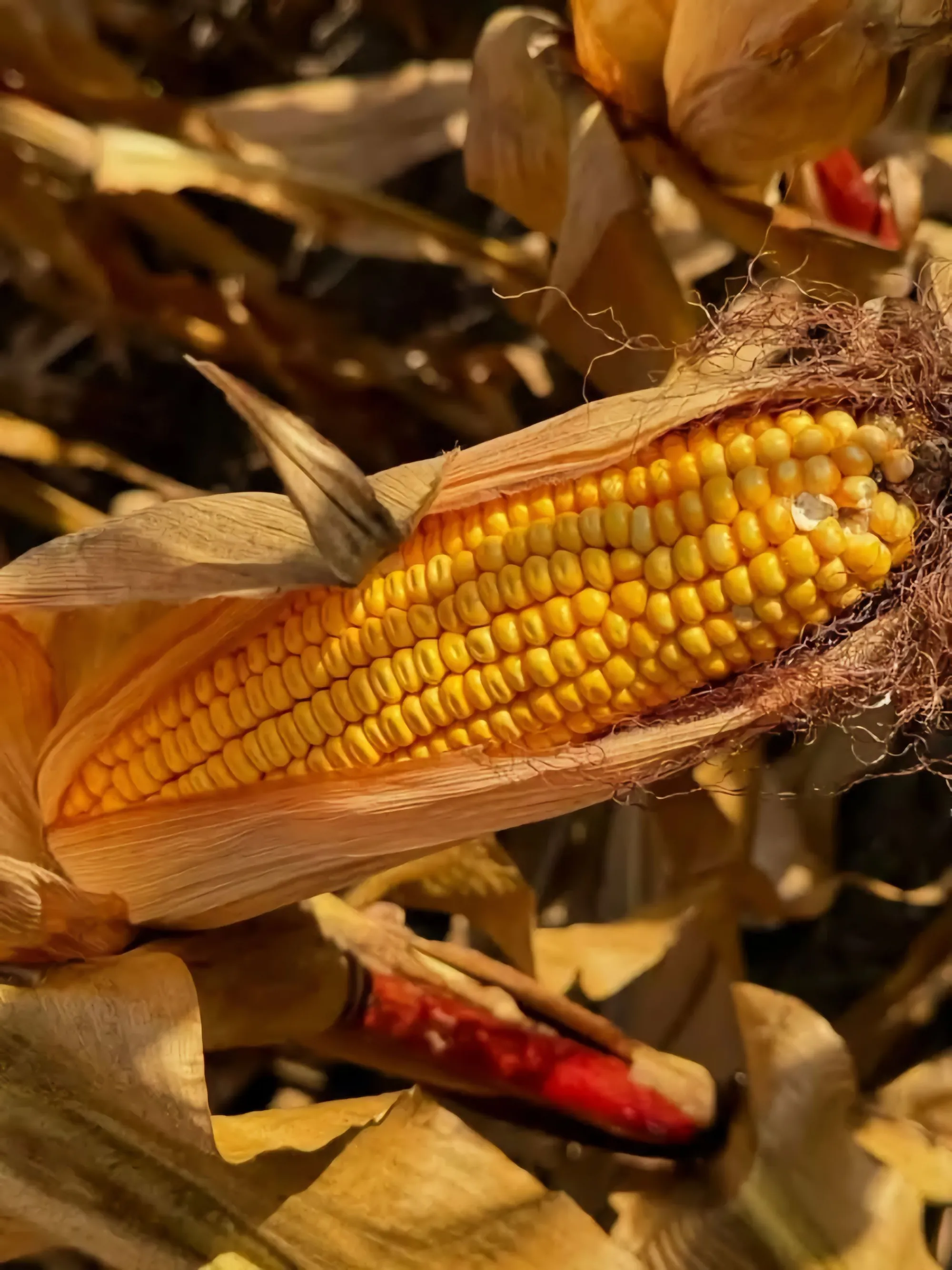 Corn crop in Brazil
