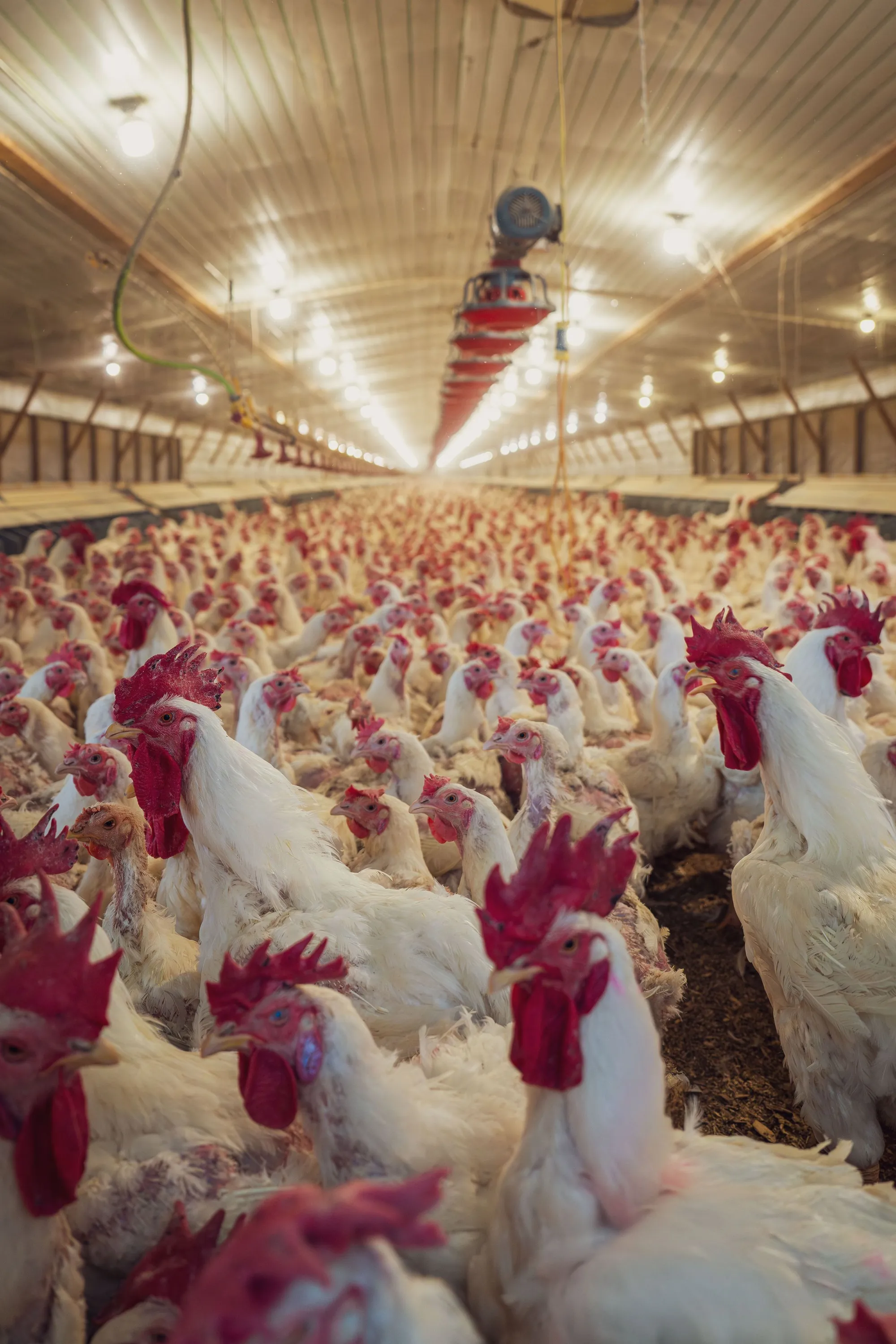 Poultry production facility in Brazil